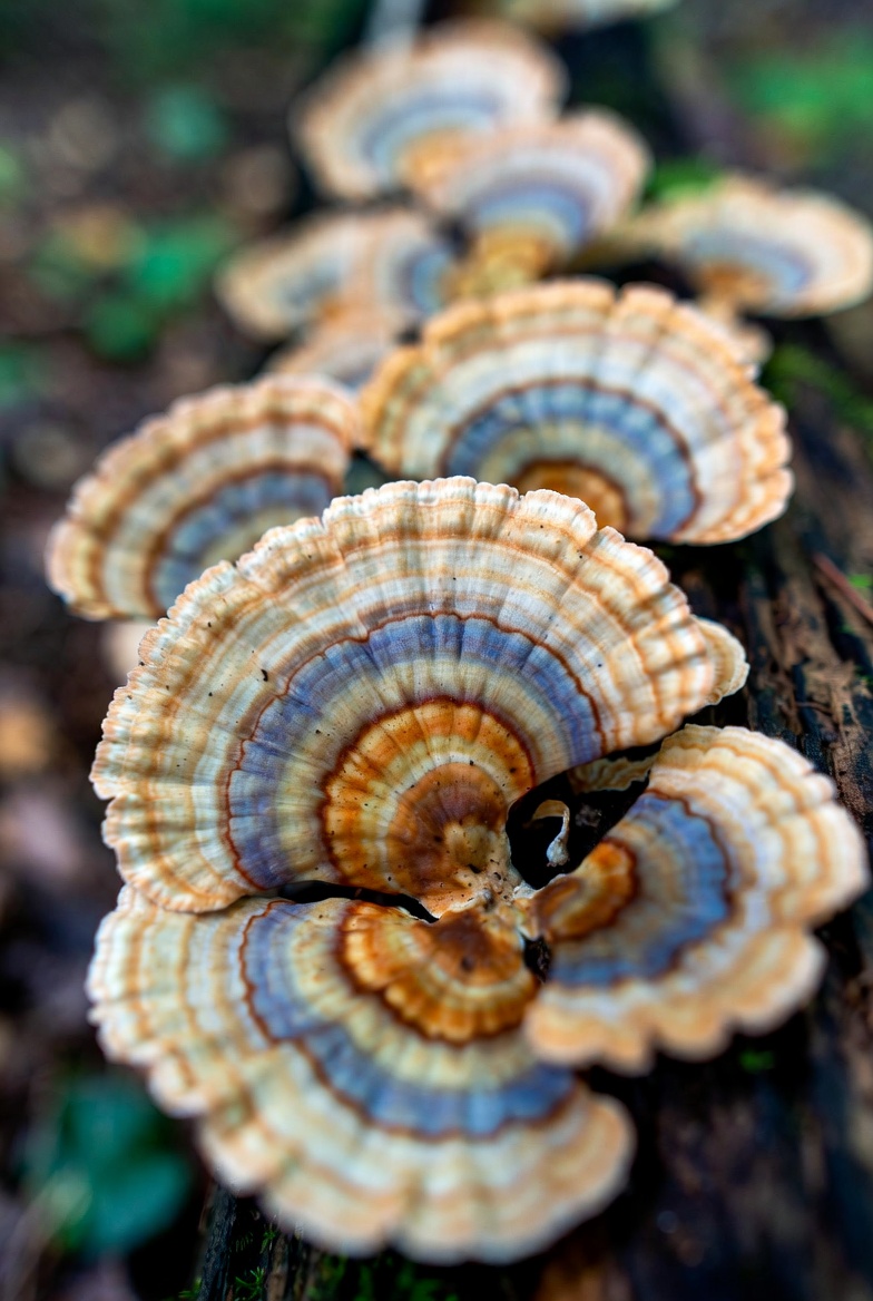 Turkey Tail