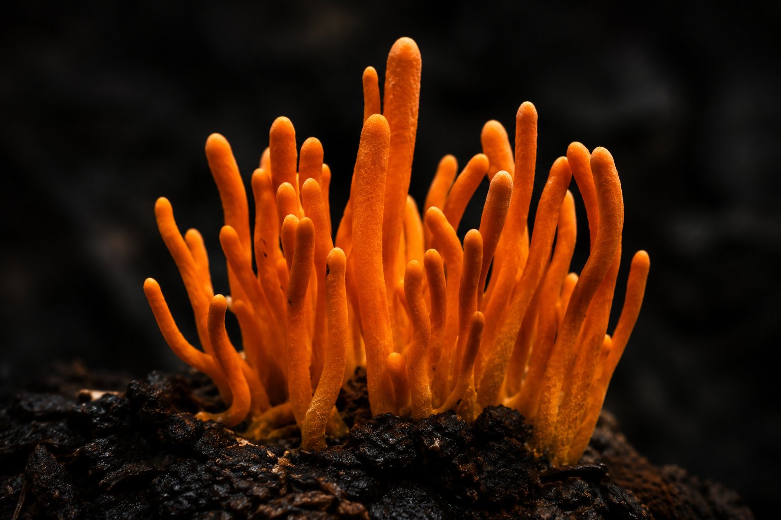 Cordyceps & Cellular Energy