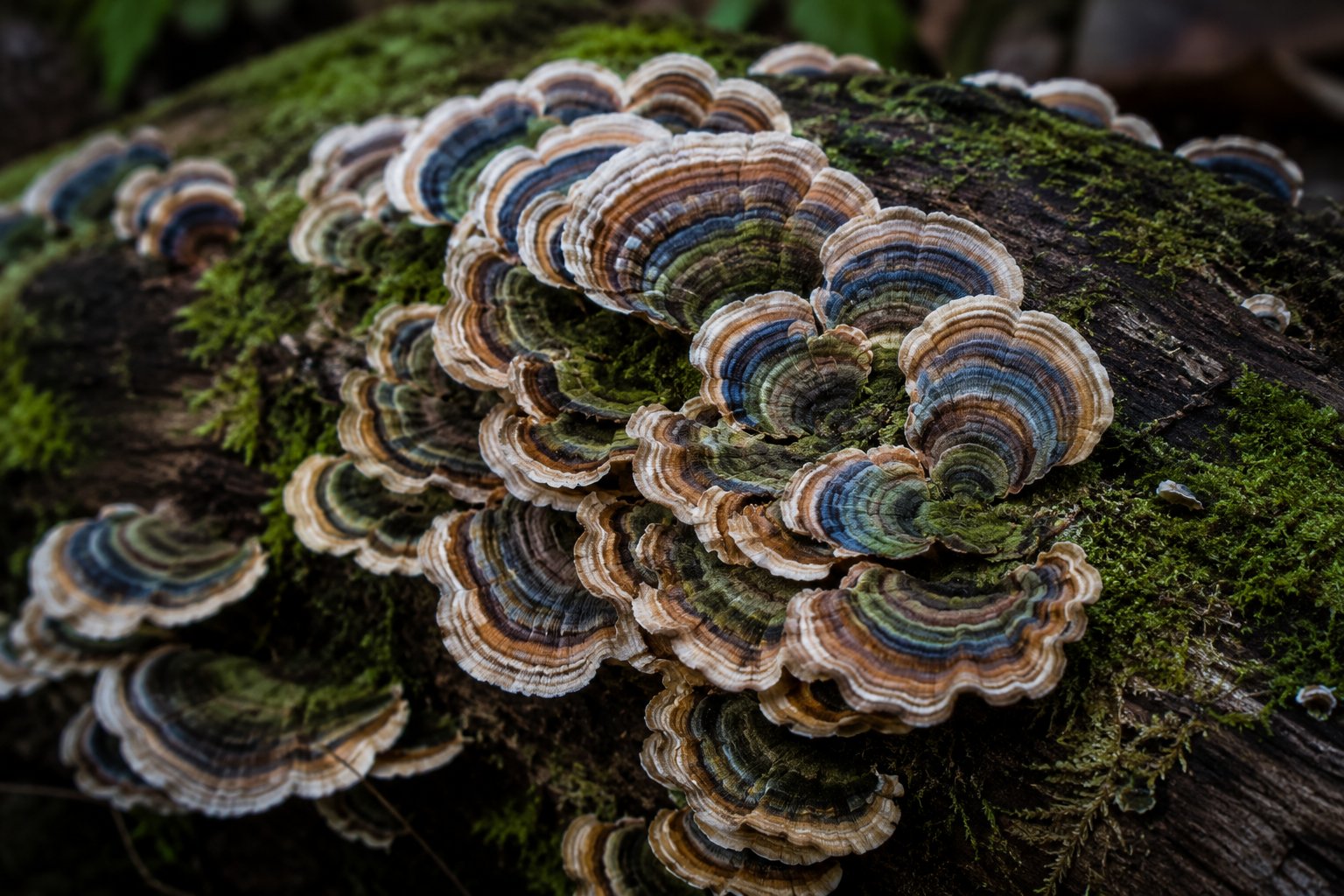 Turkey Tail & the Gut-Immune Axis