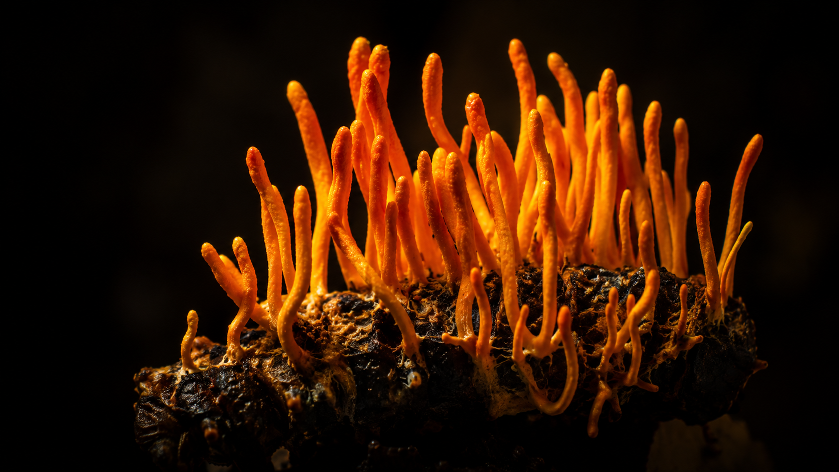 Cordyceps mushroom